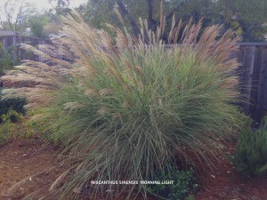 Miscanthus sinenesis 'Morning Light' - blooming